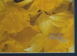 Paul Huf - Foto , Flowers , Bloemen – gesigneerd & ingelijst - 1984 kopen? Bied vanaf 75!