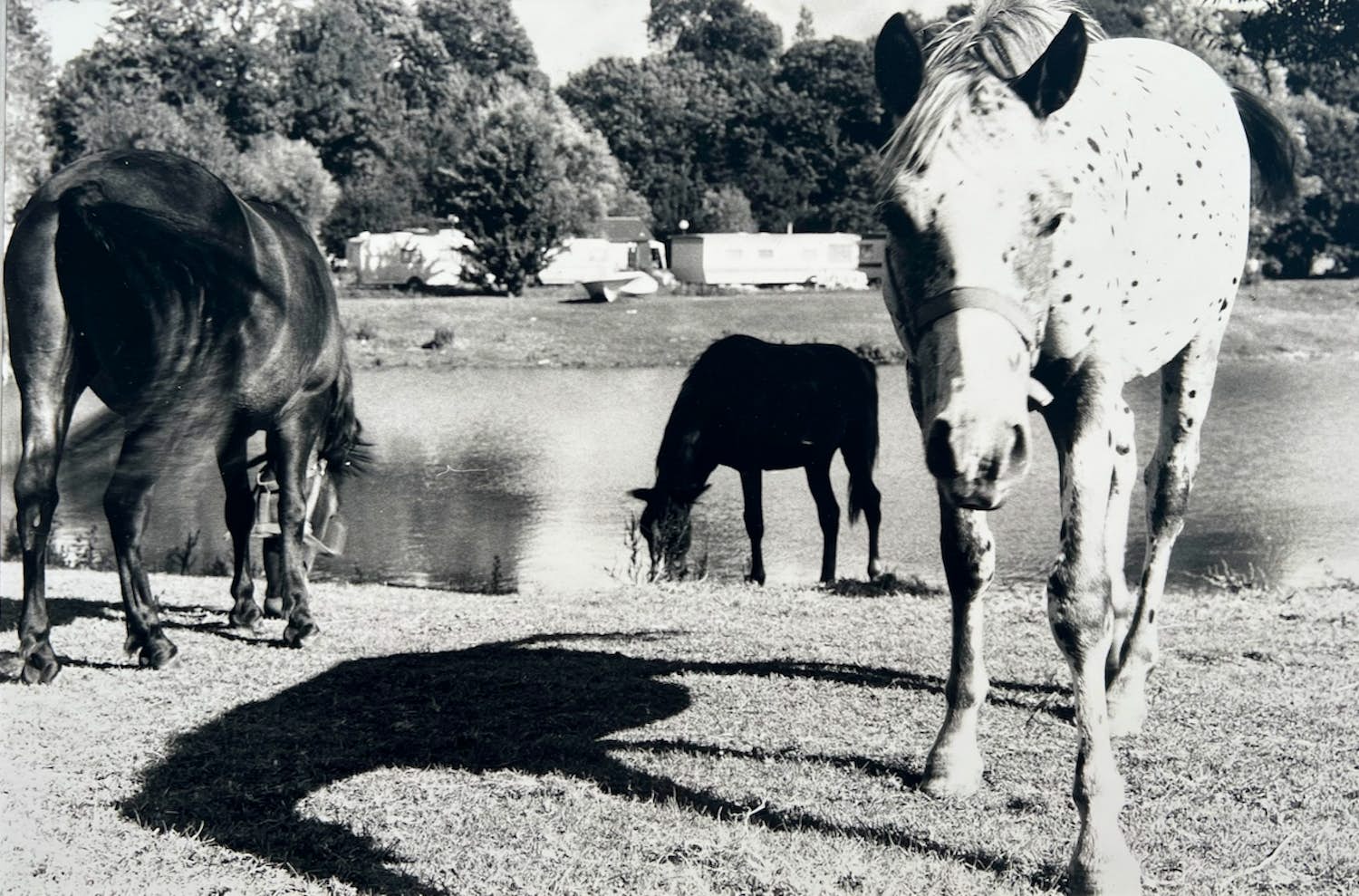 Mies de Roos - 'Schimmel' kopen? Bied vanaf 1!