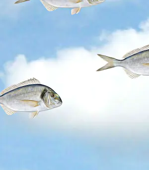 Mr. Strange - A Contre-courant! kopen? Bied vanaf 100!