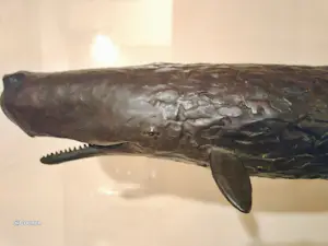 Harro Nikkels - Potvis kopen? Bied vanaf 7000!