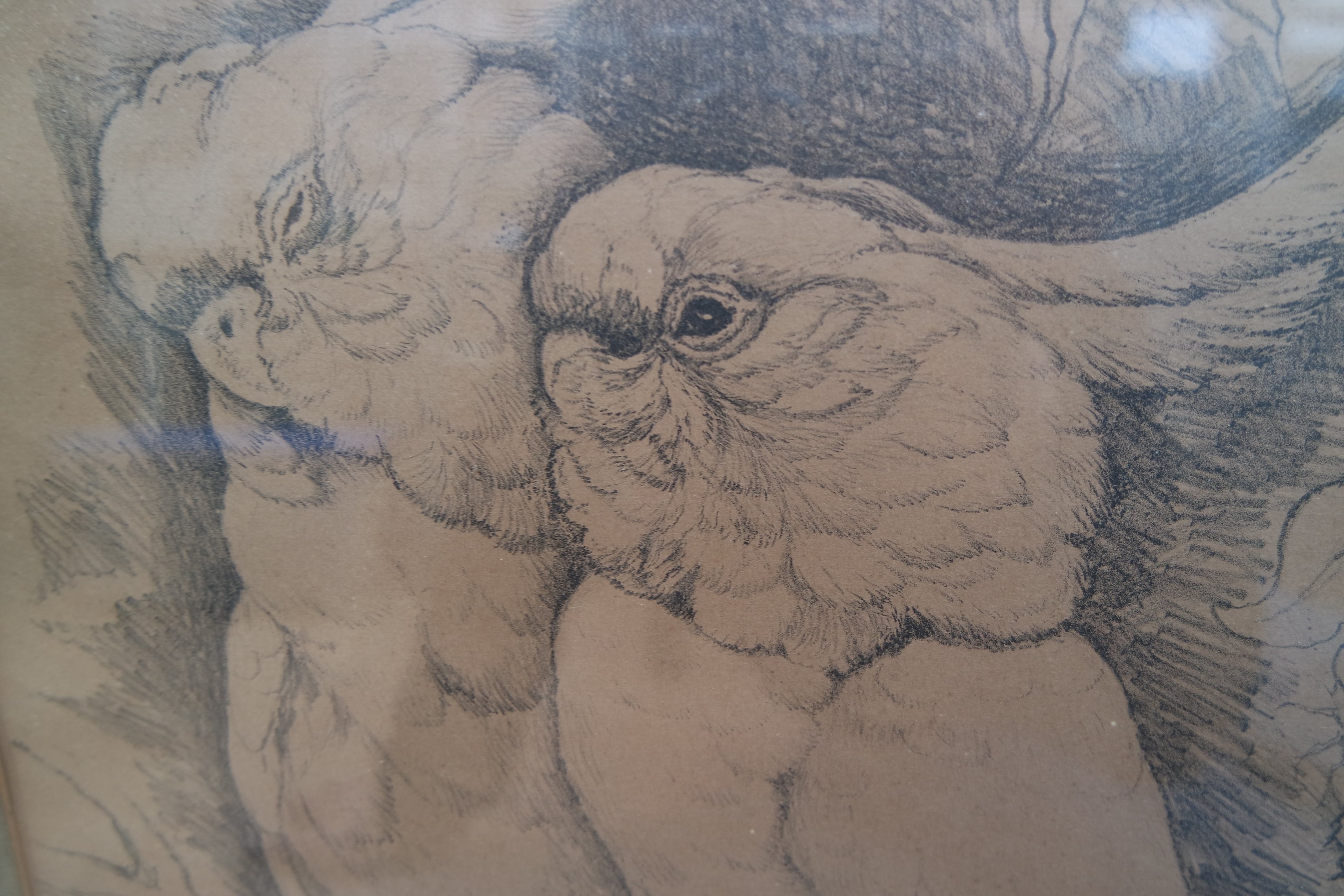 Marie Kelting - Marie Kelting - 2 Papagaaien. 15/50 kopen? Bied vanaf 15!