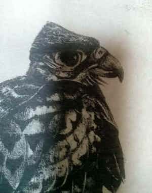 Chris Le Roy - Jonge valk verkocht voor € 75!