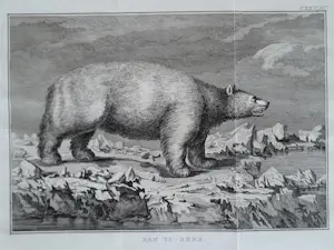 John Webber - "IJsbeer". kopen? Bied vanaf 45!