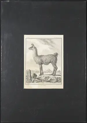 Elisabeth Haussard - Gravure naar Jacques de Sève , Le Lama kopen? Bied vanaf 40!