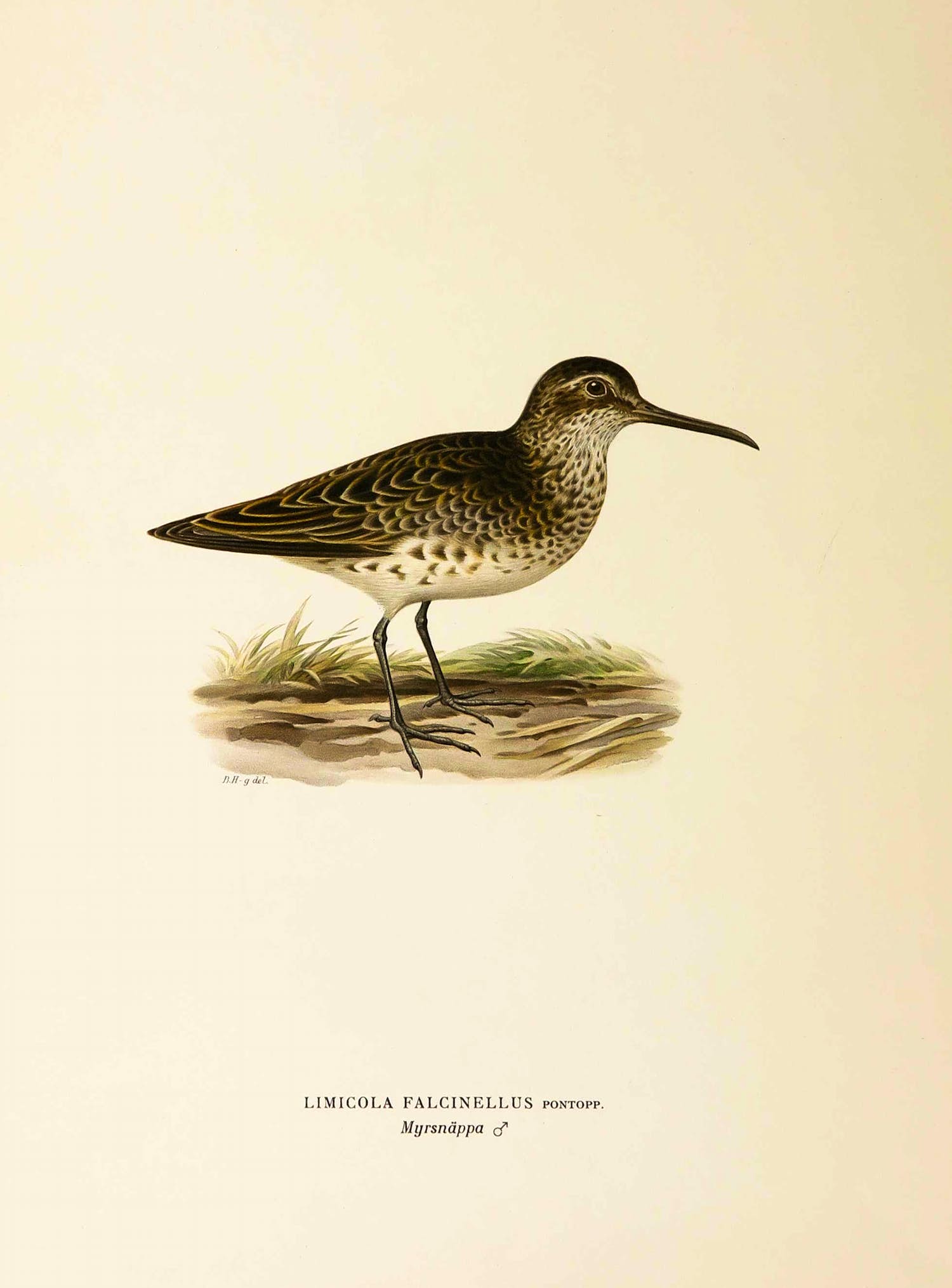 Wilhelm von Wright - Litho, Limicola Falcinellus, uit Svenska foglar (...) verkocht voor € 1!