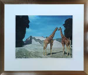 Carel Willink - 2 Litho's: "Twee giraffen in het park van Versailles" en "Kameel in het park... verkocht voor € 260!