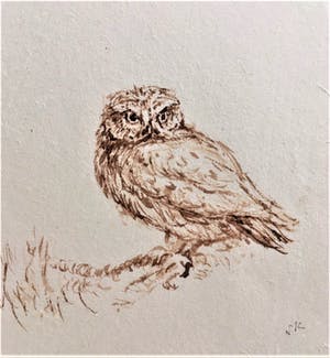 Simon Koene - Uiltje (penseeltekening) kopen? Bied vanaf 25!