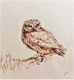 Simon Koene - Uiltje (penseeltekening) verkocht voor € 25!