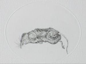 Gerard van Rooy - Spitsmuisjes - Ets met reliëfdruk kopen? Bied vanaf 65!