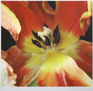 Joop Vos - en Maria Berkhout - Giclée, Tulipa 16 kopen? Bied vanaf 1!