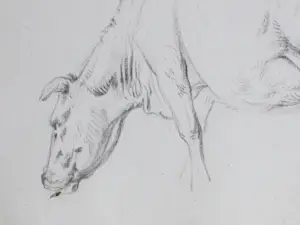 Frans Lebret - Drie studies van een rund - Tekeningen kopen? Bied vanaf 75!