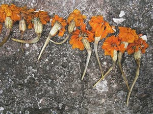 Mark Verdoes - Giclee, Buddhalove - Offer Rij kopen? Bied vanaf 1!