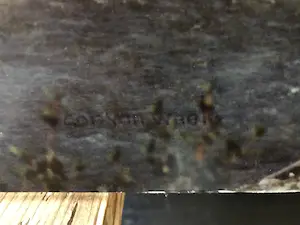 Cor van Weele - Serie van 5 kopen? Bied vanaf 10!