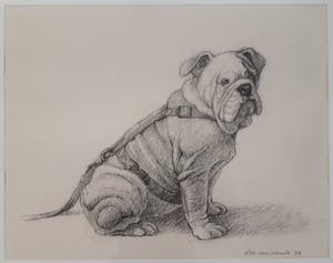 Ella van Schaik - Bulldog kopen? Bied vanaf 20!