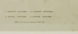 Harrison & Co. - Kopergravure uit: A New Dictionary of Natural History (W.F. Martyn) kopen? Bied vanaf 1!