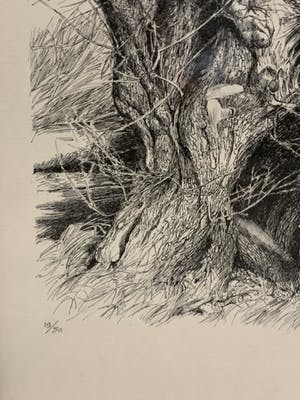 Patrick Creyghton - boomstronken kopen? Bied vanaf 49!