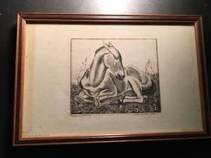 Kuno Brinks - veulen kopen? Bied vanaf 25!