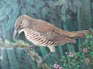 Ari Stolk - Ari Stolk - Kraagparadijsvogel - Lophornia Superba ♀ + ♂ kopen? Bied vanaf 195!