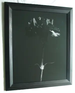 Jasper Wiedeman - Ingelijste foto , barietprint , Anjer – 1993 - Lijst, 66 x 56 cm. kopen? Bied vanaf 125!