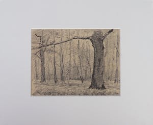 Wim Steijn - Krijttekening, Bomen kopen? Bied vanaf 20!