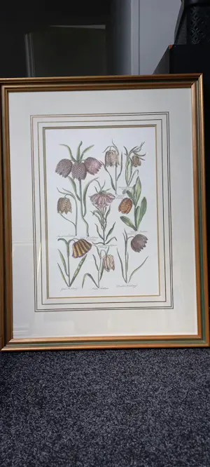 John Hill - Gravures van bloemen. kopen? Bied vanaf 100!