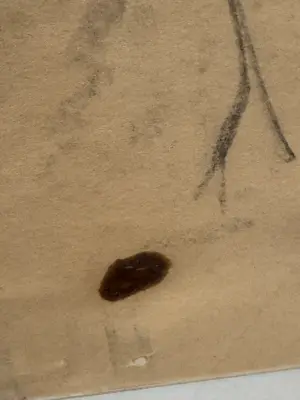 Aat Veldhoen - Aat Veldhoen Naakt kopen? Bied vanaf 75!