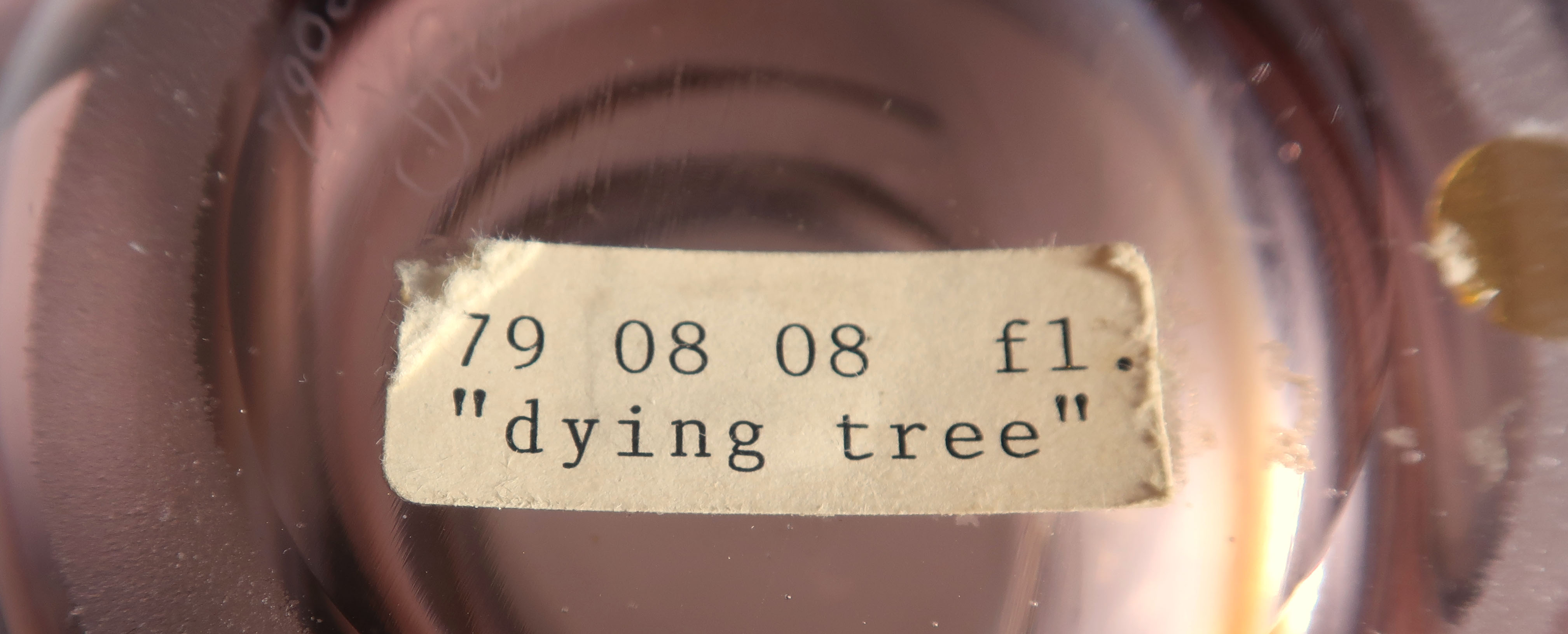 Willem Heesen - Glas, unica vaas Dying Tree kopen? Bied vanaf 400!