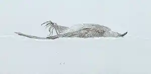 Reinder Homan - Dood vogeltje in de sneeuw, ets met blinddruk vendu pour 75€ !