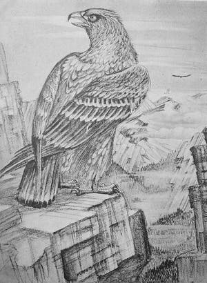 Kuno Brinks - Adelaar in gebergte kopen? Bied vanaf 45!