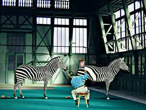 Mr. Strange - Les Zèbres verkocht voor € 65!