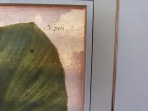Johann Weinmann - Phytanthoza iconographia, Regensberg kaufen? Bieten Sie von 150!