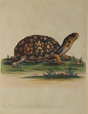 George Edwards - en onbekend, Lot van drie gravure, Diervoorstellingen kopen? Bied vanaf 1!