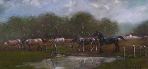 Kees Mol - Paarden in de wei kopen? Bied vanaf 60!