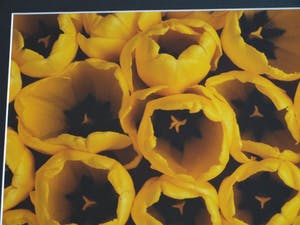 Paul Huf - Foto , Flowers : Gele Tulpen – gesigneerd & ingelijst - 1984 kopen? Bied vanaf 1!