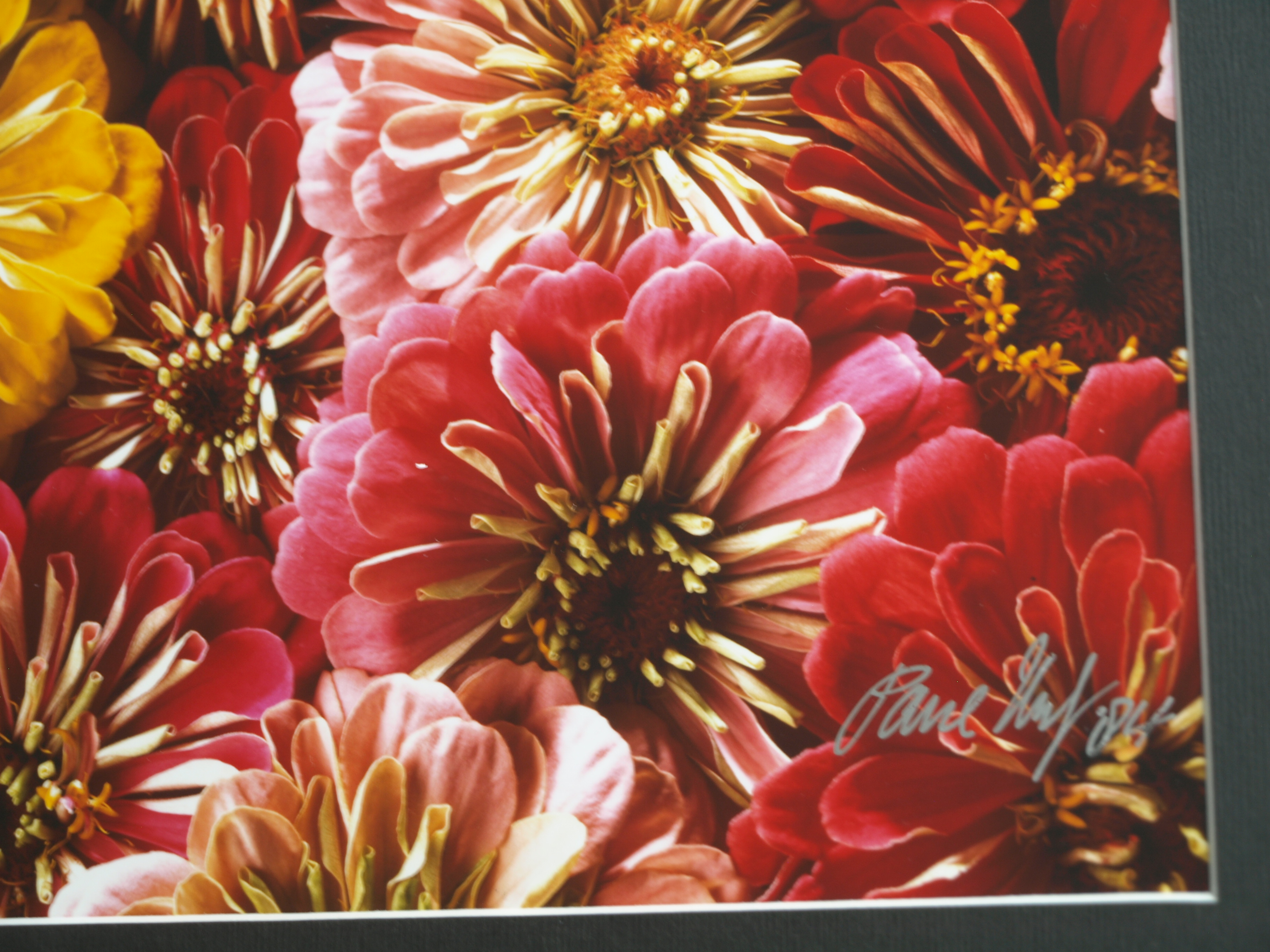 Paul Huf - Foto - Flowers – gesigneerd & ingelijst - 1984  kopen? Bied vanaf 125!