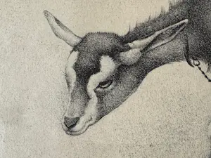 Jan Wittenberg - Geitje kopen? Bied vanaf 75!