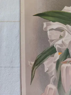 Henry George Moon - Originele Chromolithografie ‘Reichenbachia’ 1888 kopen? Bied vanaf 85!