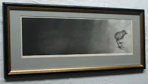 Uto Hogerzeil - Ingelijste ets en aquatint , Jonge Grutto (?) – 1979 – Lijst, 28 x 63 cm. kopen? Bied vanaf 80!