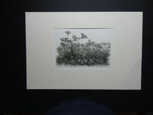 Willem Minderman - WILDE PLANTEN kopen? Bied vanaf 50!