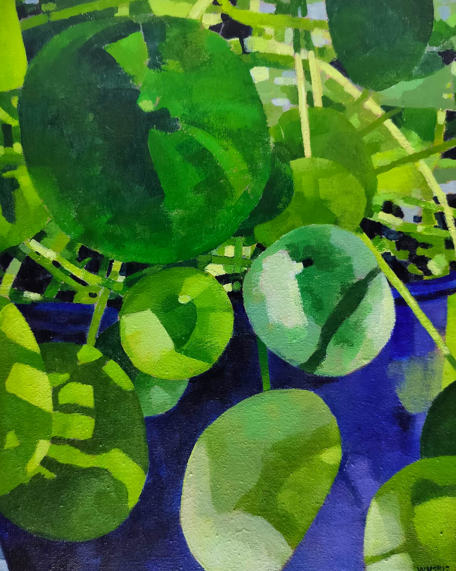 Willem Visser - Pannenkoekplant in blauwe pot kopen? Bied vanaf 120!