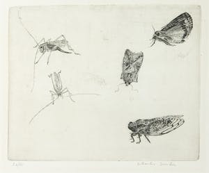 Charles Donker - Ets, Insecten kopen? Bied vanaf 100!