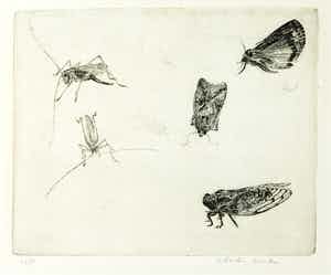 Charles Donker - Ets, Insecten verkocht voor € 100!