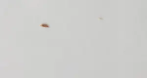 Yvonne Zomerdijk - Zeefdruk, Darjeeling lady - Ingelijst kopen? Bied vanaf 50!