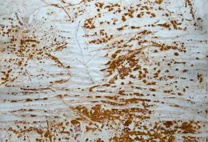 Theo Niermeijer - Zonder titel kopen? Bied vanaf 50!