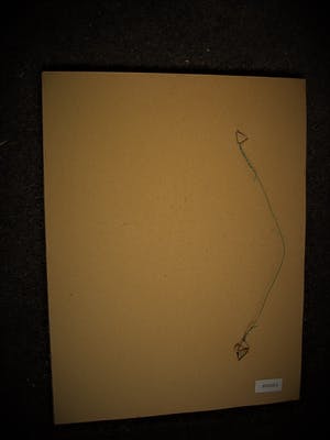 Niet of onleesbaar gesigneerd - Fraaie omstreeks 1920 te dateren Aquarel "Kuif Kaketoe" gesigneerd kopen? Bied vanaf 1!