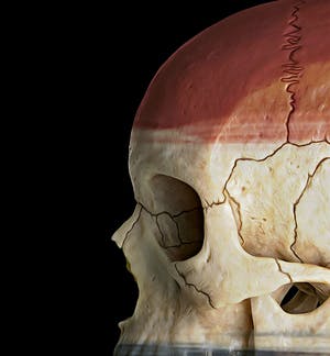 Mr. Strange - Netherlands Skull kopen? Bied vanaf 35!