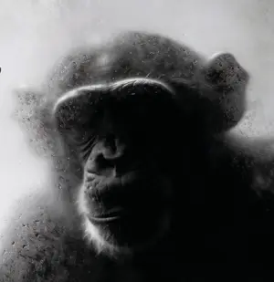 Mr Strange - De neef kopen? Bied vanaf 80!