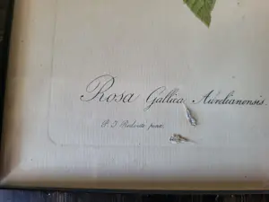 Pierre-Joseph Redoute - Rosa Gallica Aurelianensis ,La Duchesse d'Oreleans kopen? Bied vanaf 20!