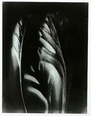 Karl Blossfeldt - Bittere Schafgarbe, Steinraute, Weißer Speik (Adrillea clavenea) verkauft für € 40!
