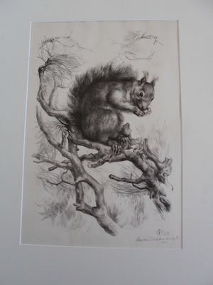 Aart van Dobbenburgh - Groot realistisch Litho "Eekhoorn op boomtak" gesigneerd 1962 kopen? Bied vanaf 40!